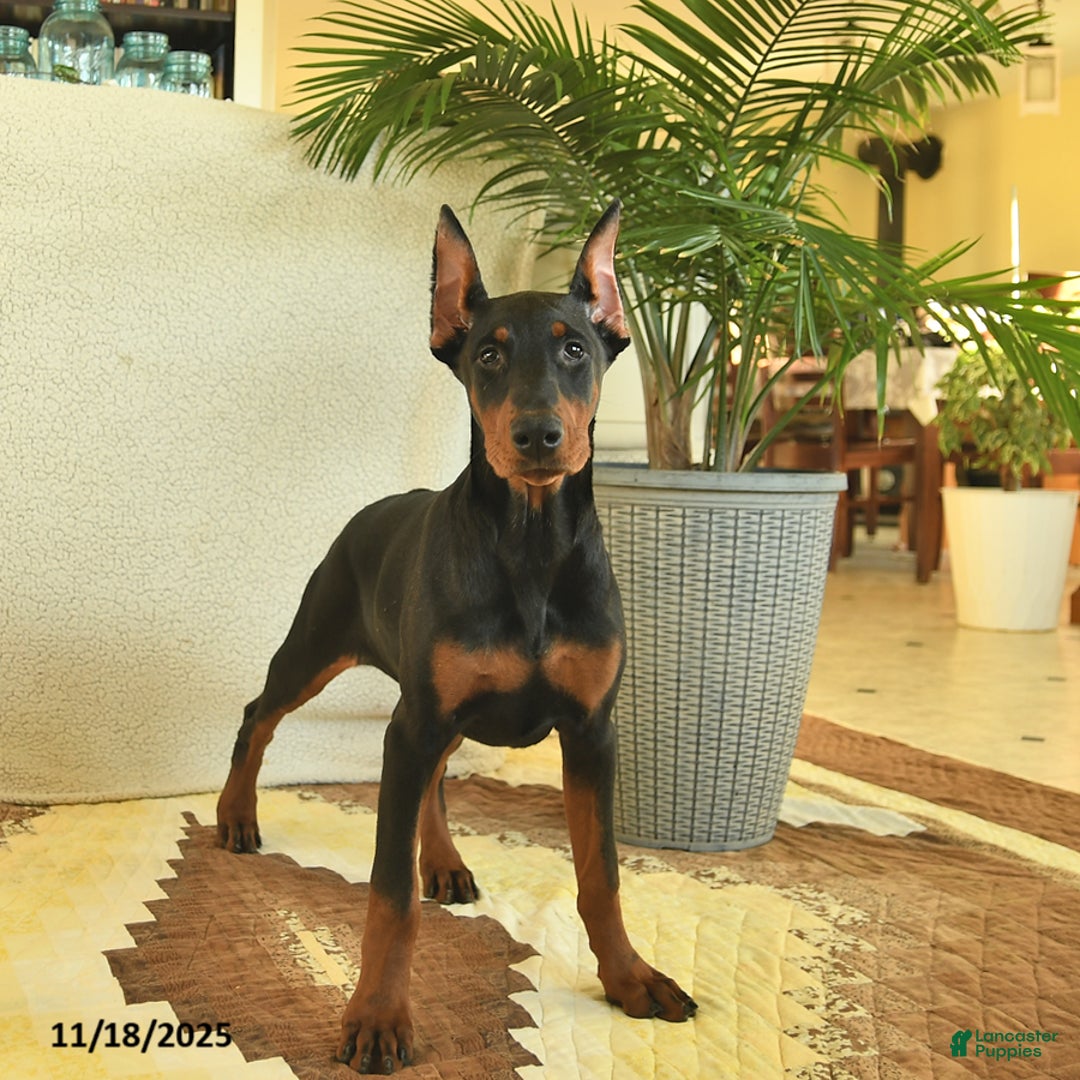 Doberman Pinscher dogs for sale: Fern  - Ad 1