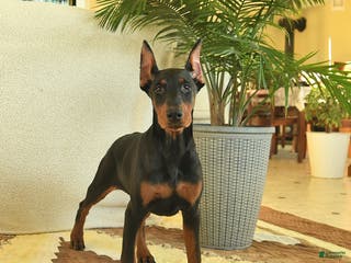 Doberman Pinscher dogs Fern - Ad 39