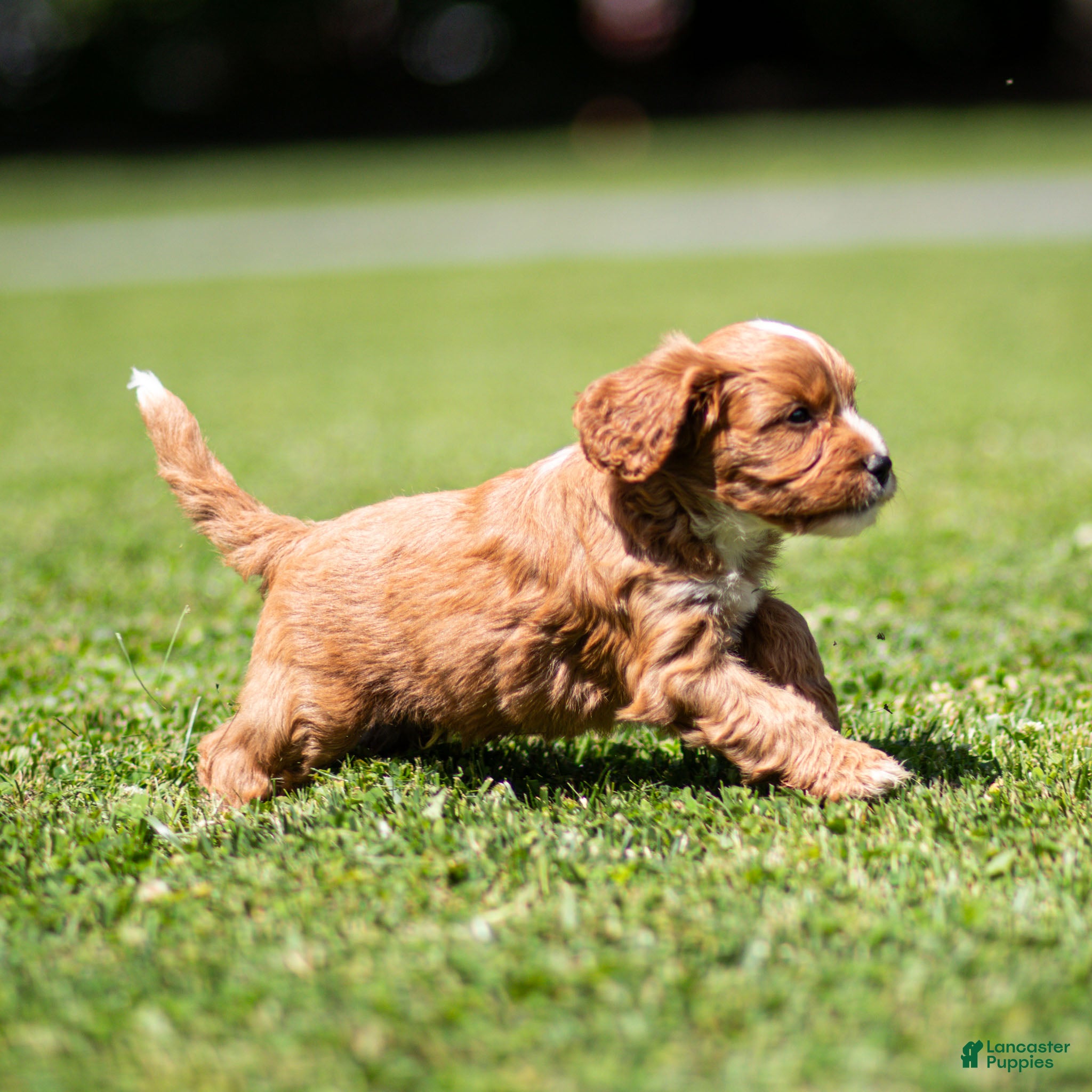 Cavapoo dogs Happy Cavapoo  - Ad 2