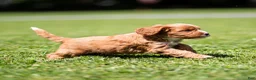 Cavapoo dogs for sale: Happy Cavapoo  - Ad 2