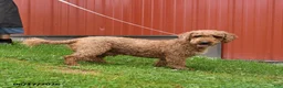 Miniature Poodle dogs for sale: Chester - Ad 3