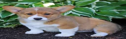 Welsh Corgi Pembroke dogs for sale: Kenzie  - Ad 4