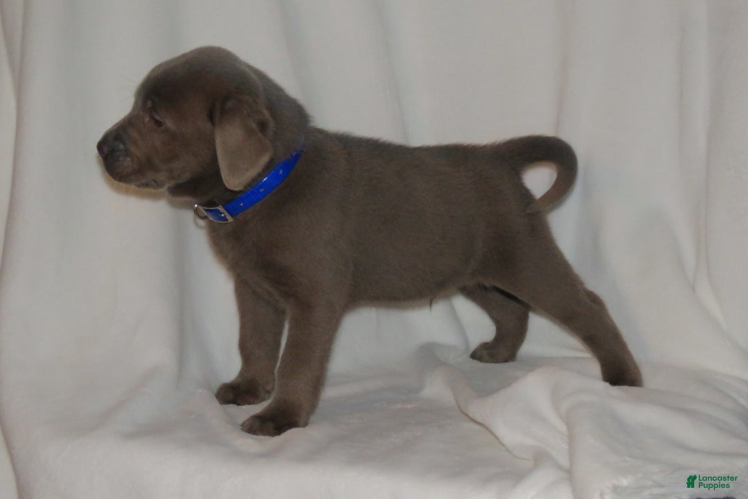 Labrador Retriever dogs for sale: Max - Ad 2