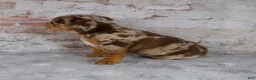 Beabull dogs for sale: Gwen - Ad 3