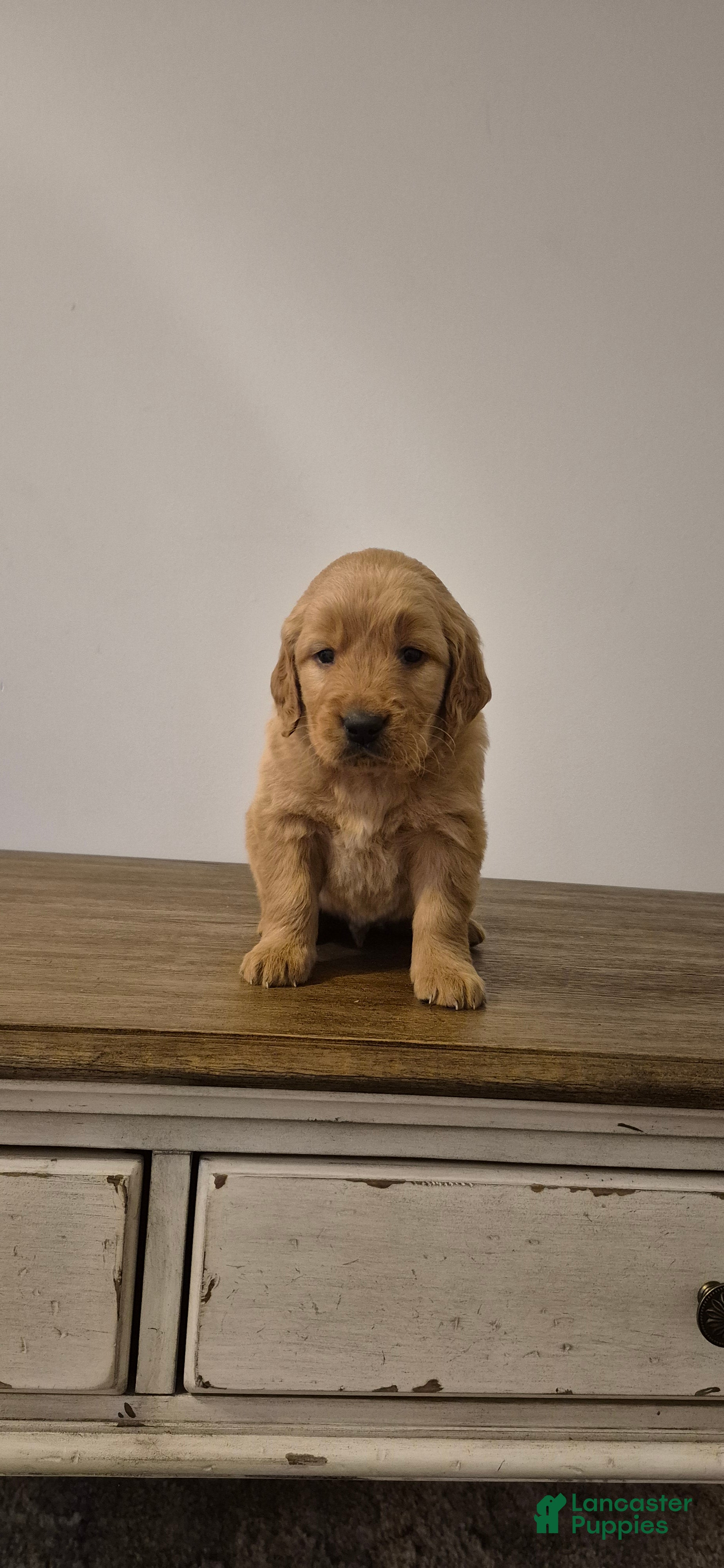 Golden Retriever dogs Milo - Ad 36