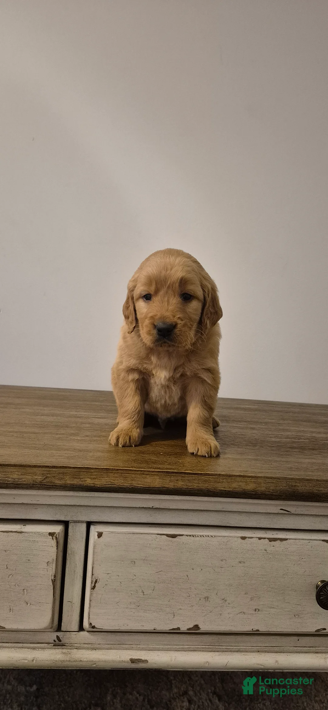 Golden Retriever dogs for sale: Milo - Ad 1