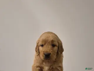 Golden Retriever dogs Milo - Ad 36