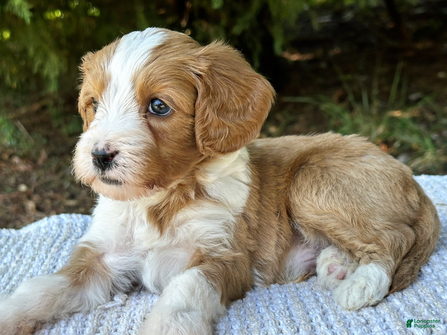 Mini Goldendoodle dogs Cody - Ad 1