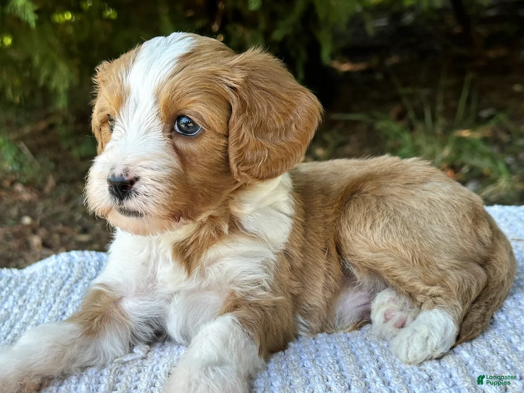 Mini Goldendoodle dogs for sale: Cody - Ad 1