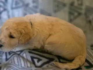 Goldendoodle dogs Louie - Ad 15