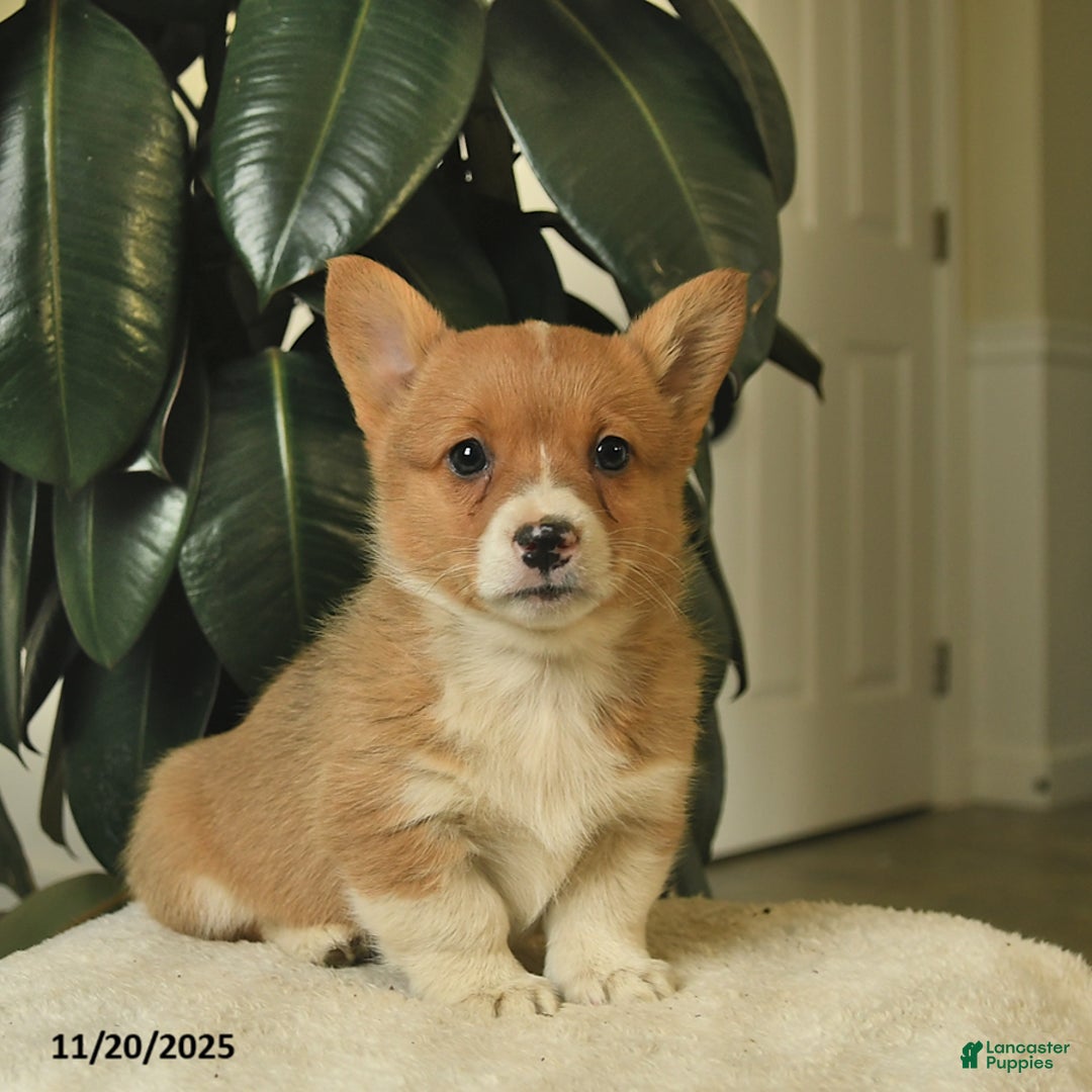 Welsh Corgi Pembroke dogs for sale: Cinderella  - Ad 2