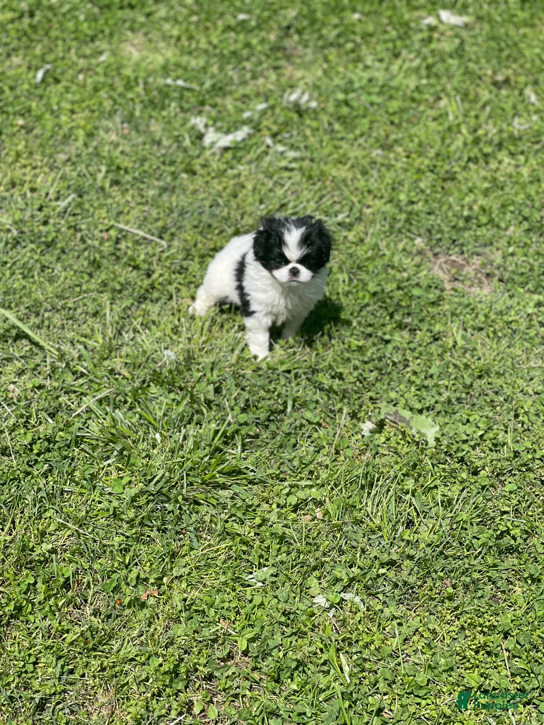 Japanese Chin dogs for sale: Japanese Chin Puppy 14 - Ad 2