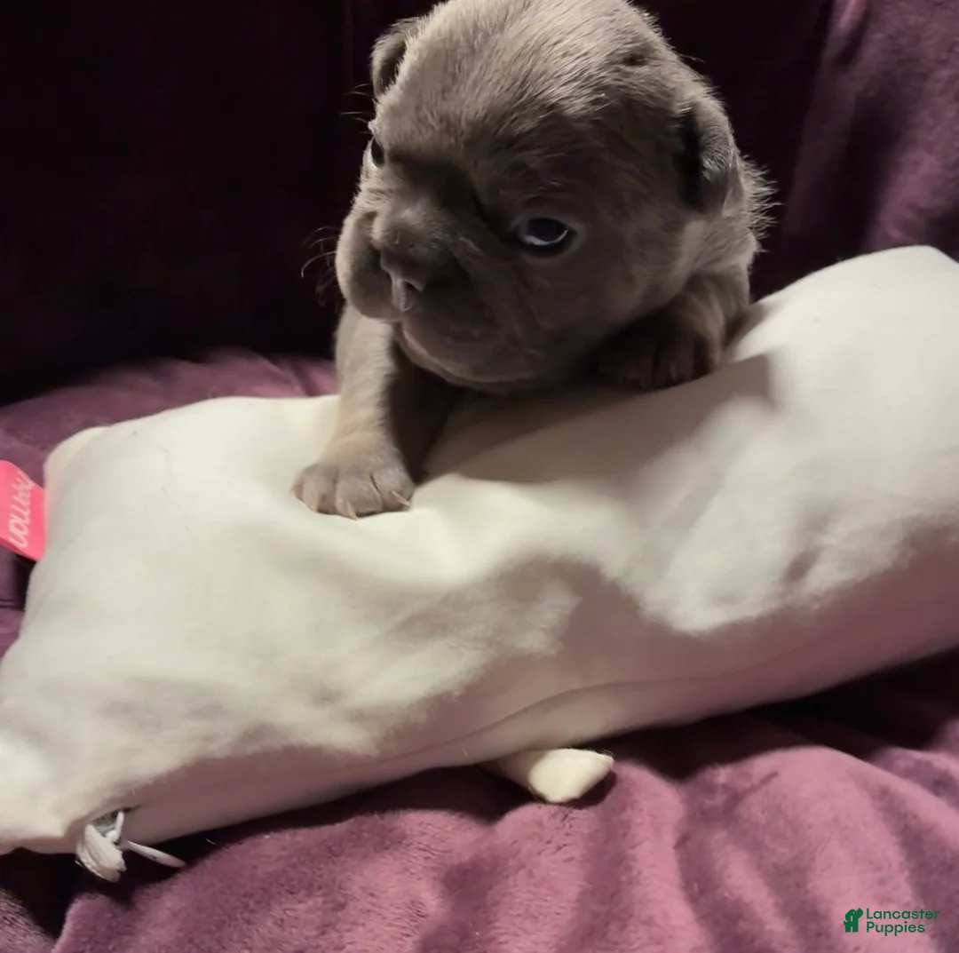 French Bulldog dogs for sale: Da Vinci lilac french bulldog - Ad 1