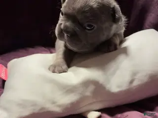 French Bulldog dogs for sale: Da Vinci lilac french bulldog - Ad 2