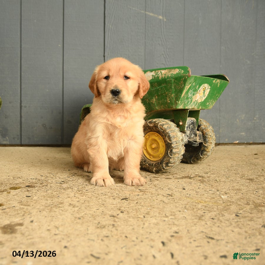 Golden Retriever dogs Wallflower - Ad 1