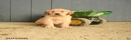 Golden Retriever dogs for sale: Wallflower - Ad 1