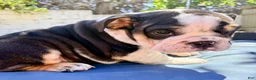 English Bulldog dogs for sale: Lucy/mini bulldog - Ad 1
