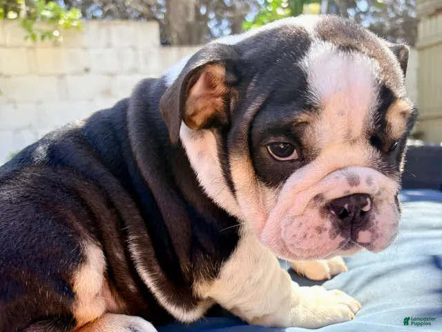 English Bulldog dogs for sale: Lucy/mini bulldog - Ad 1