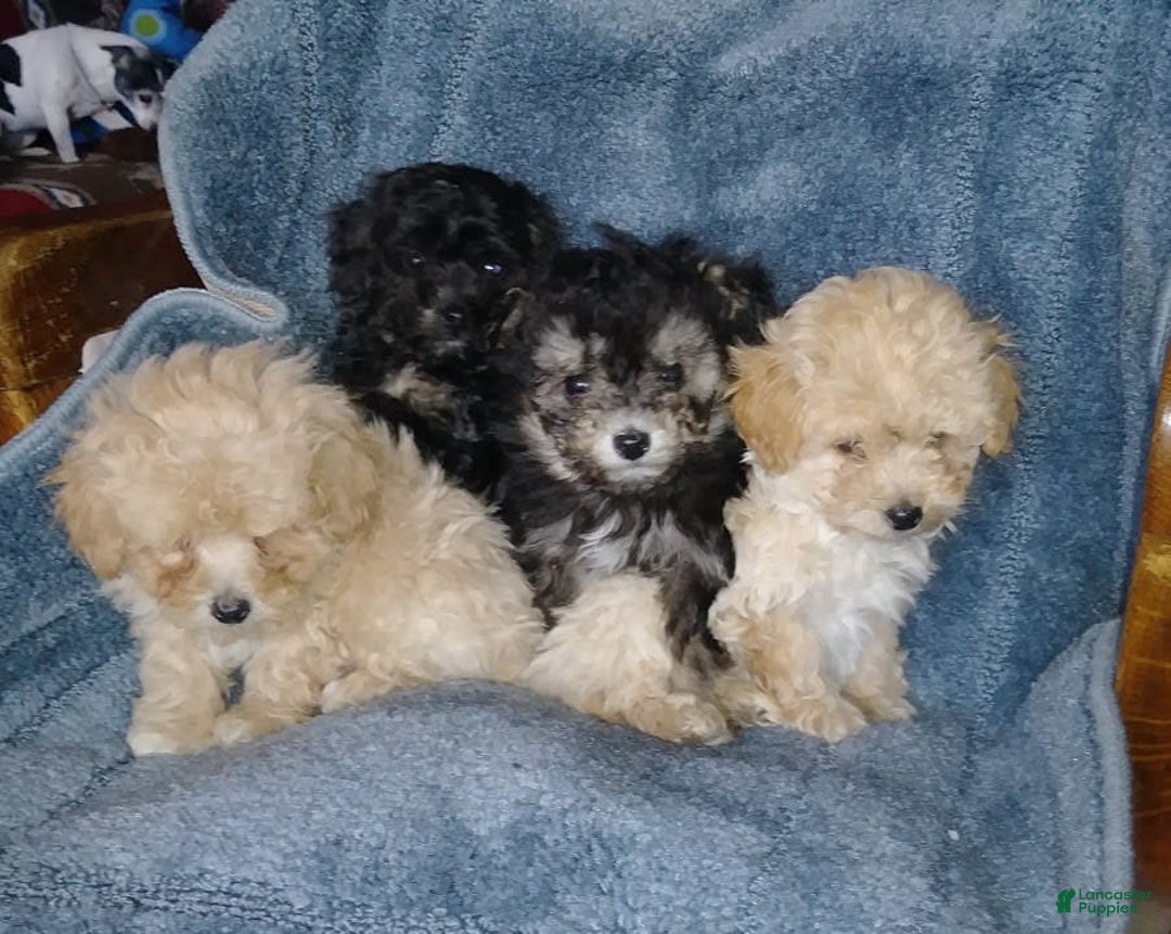 Gallery Image {{count}}