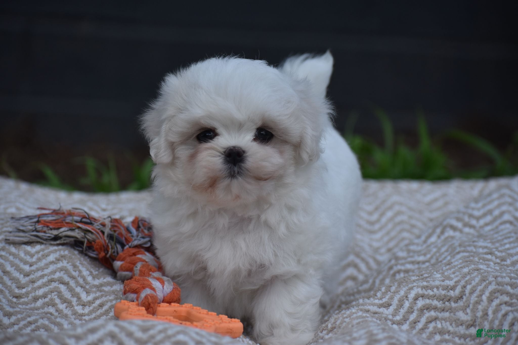 Maltese dogs Olaf - Ad 1