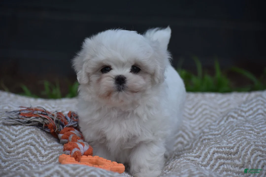 Maltese dogs for sale: Olaf - Ad 1