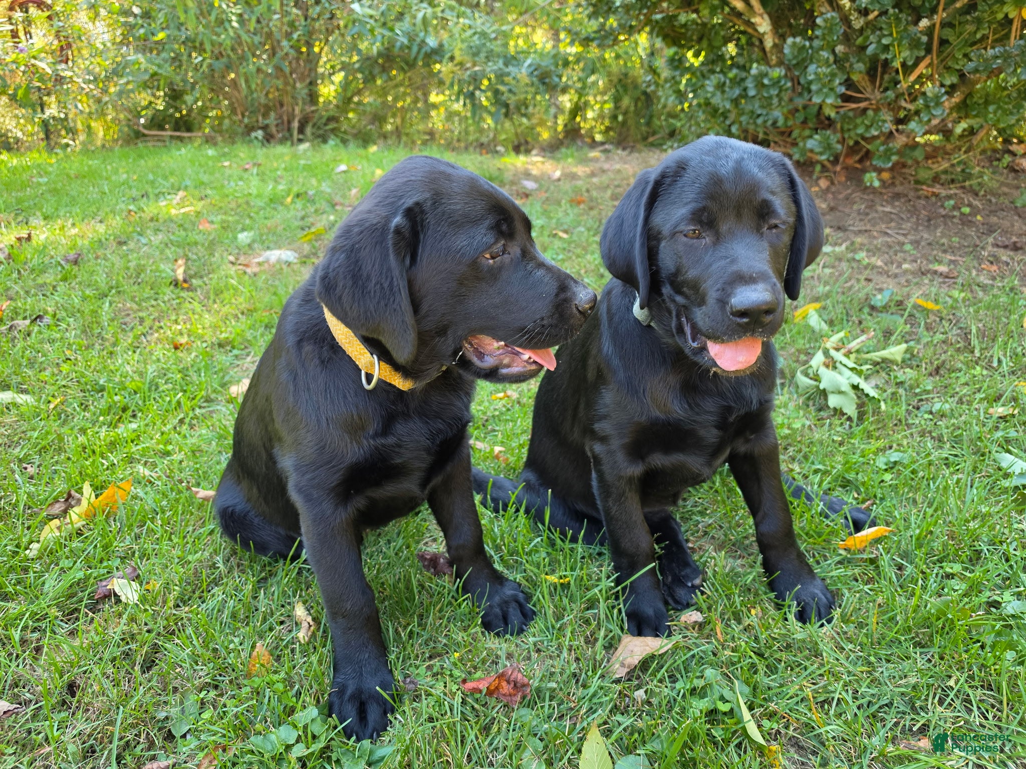 Labrador Retriever dogs for sale: AKC English Lab - Champion Bloodline (Yellow) - Ad 42