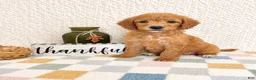 Mini Goldendoodle dogs for sale: Briar - Ad 3