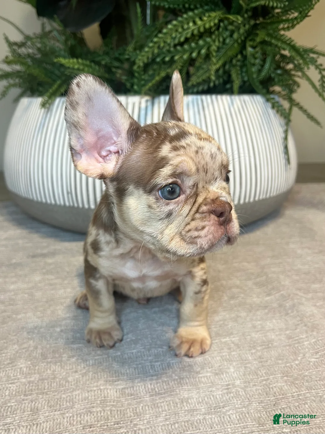 French Bulldog dogs for sale: Buddy - Ad 6