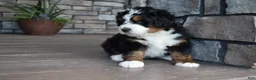 Mini Bernedoodle dogs for sale: Jett - Ad 13
