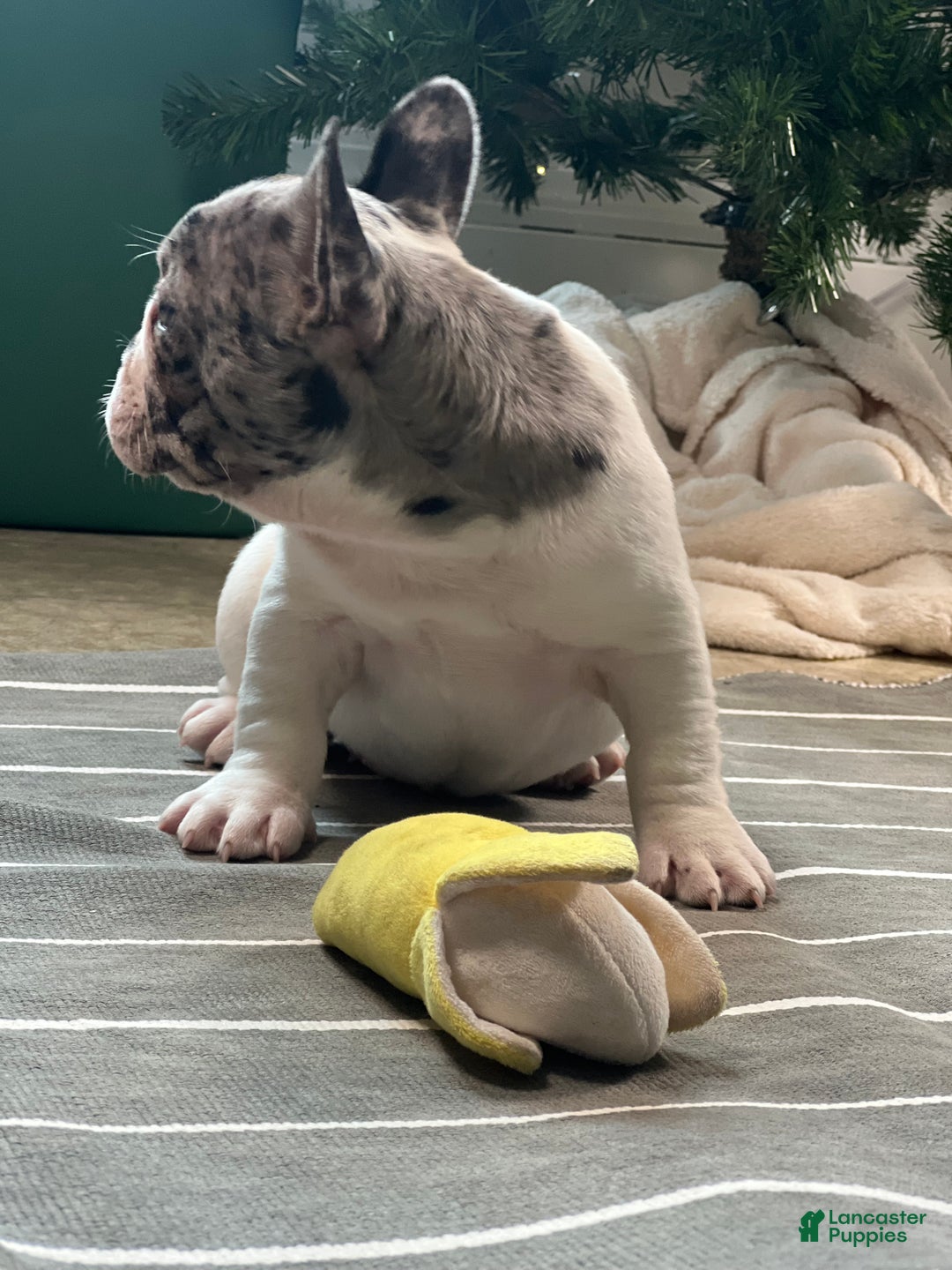 French Bulldog dogs for sale: Piper - Ad 8