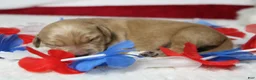 Golden Retriever dogs for sale: Brioche  - Ad 9