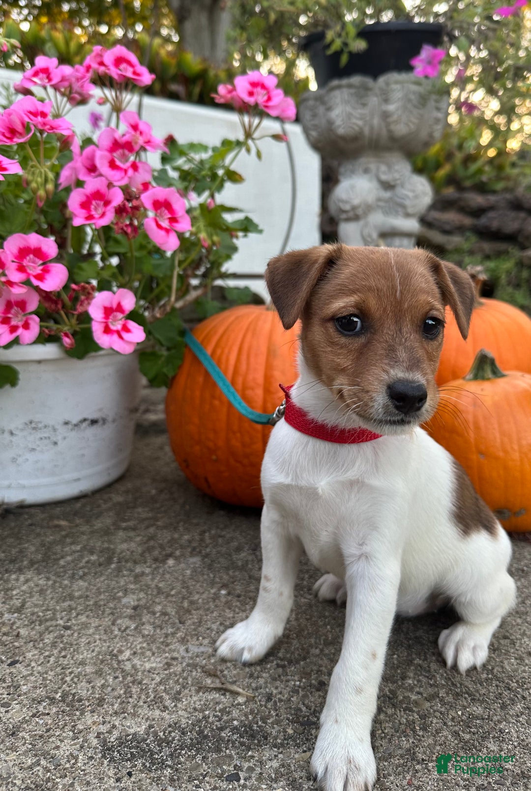 Jack Russell Terrier dogs for sale: Jack Russell Terrier Puppy 4 - Ad 1