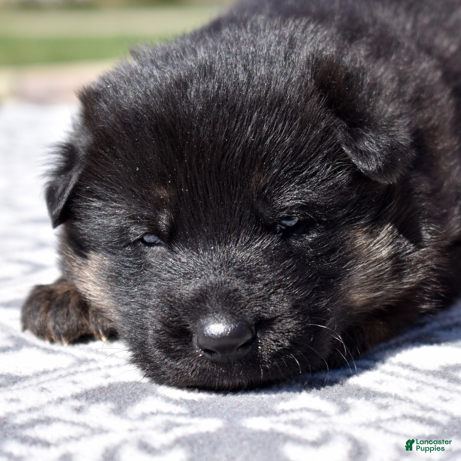 German Shepherd dogs Titan - Ad 2