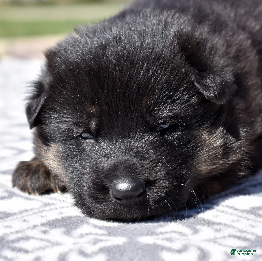 German Shepherd dogs for sale: Titan - Ad 2