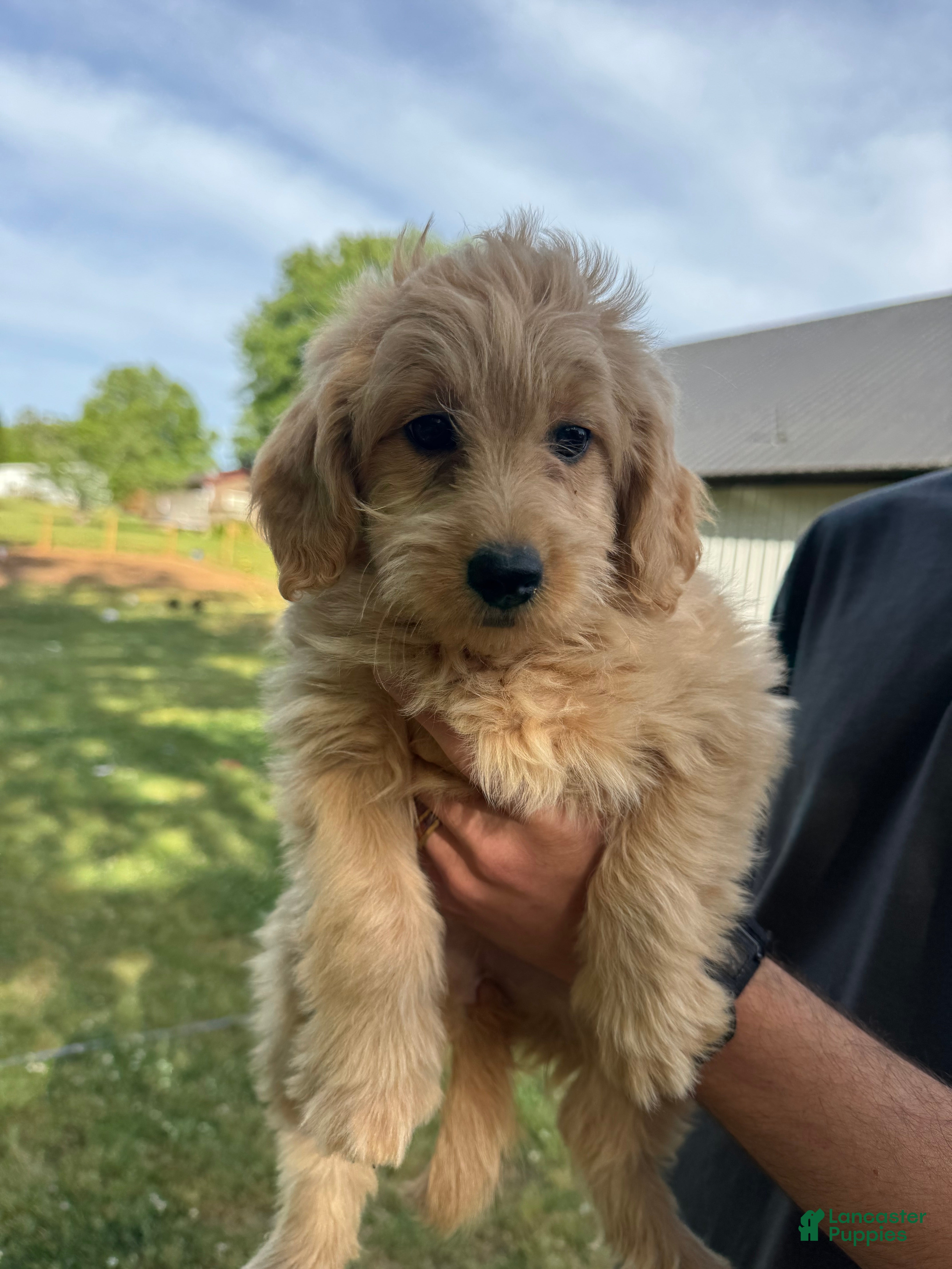 Mini Goldendoodle dogs Mini Goldendoodle Puppy 6 - Ad 5