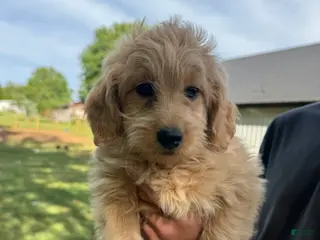 Mini Goldendoodle dogs Mini Goldendoodle Puppy 6 - Ad 5