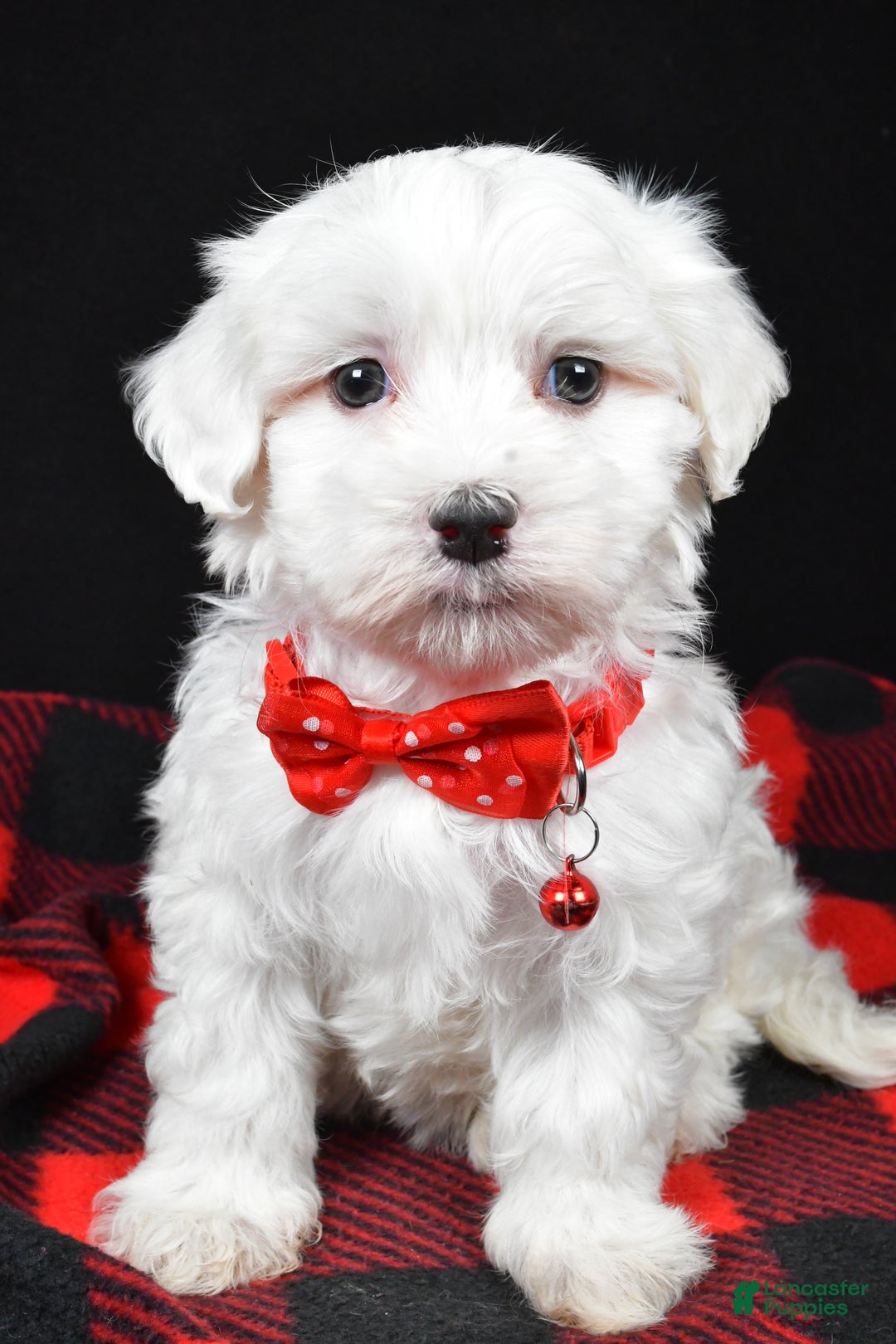Maltese dogs for sale: Hector - Ad 8