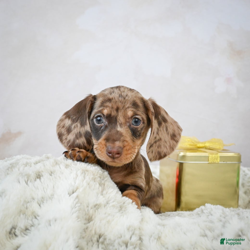 Miniature Dachshund dogs Miles - Ad 22