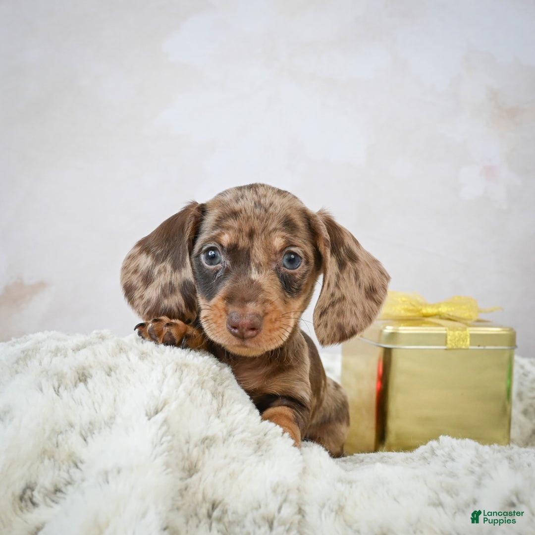 Miniature Dachshund dogs for sale: Miles - Ad 1