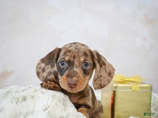 Miniature Dachshund dogs Miles - Ad 22