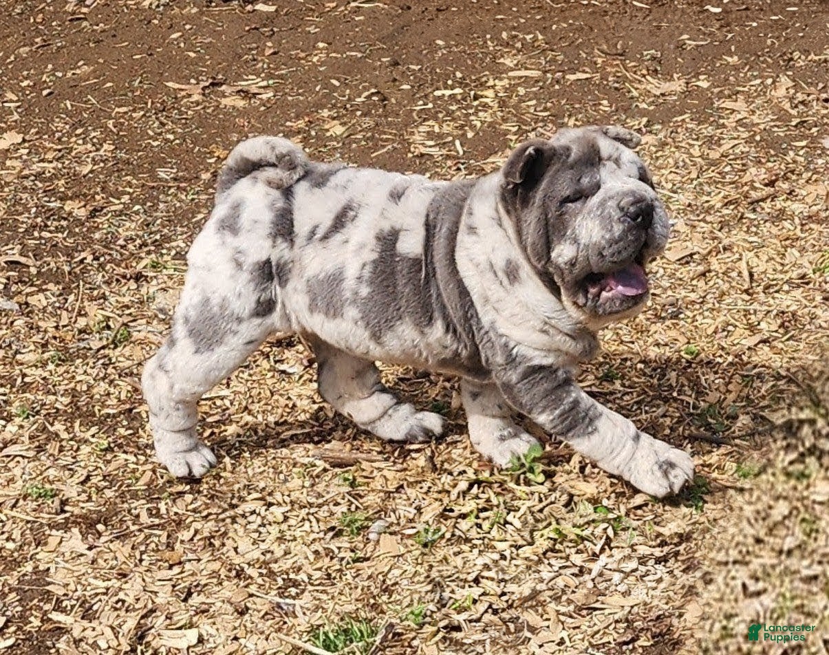 Shar Pei dogs Dazzle blue merle mini  - Ad 2