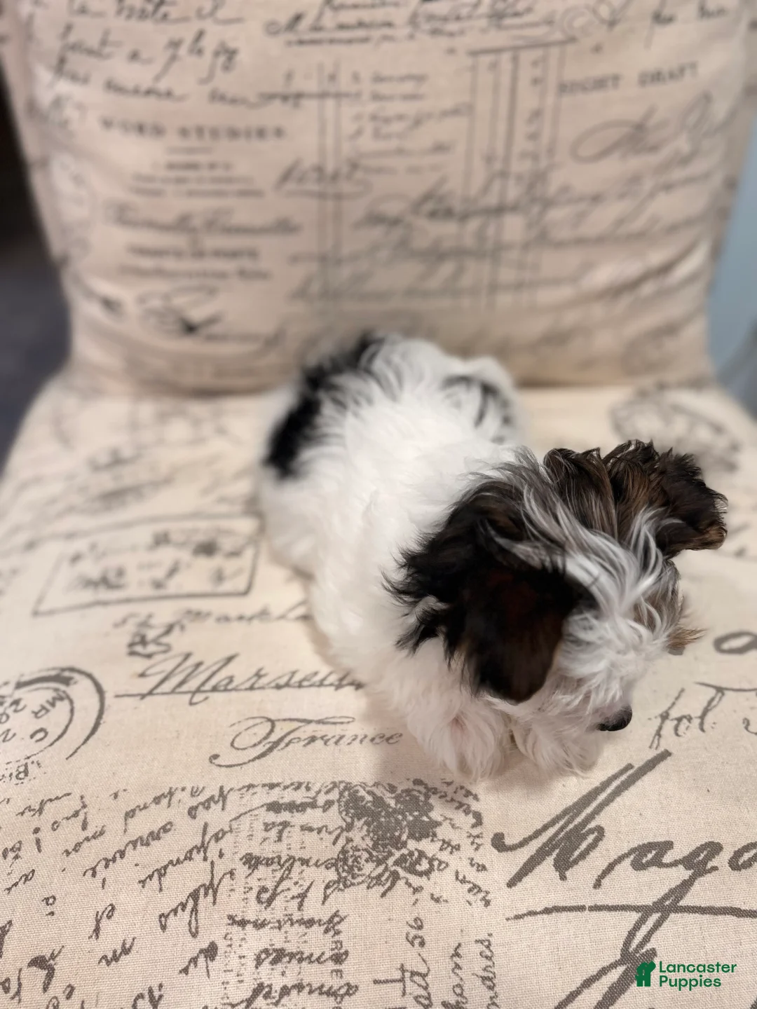 Yorkshire Terrier dogs for sale: Leche - Ad 2