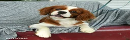 Cavalier King Charles Spaniel dogs for sale: Jadrian Thayne - Ad 3