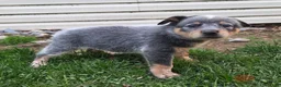 Australian Cattle Dog dogs for sale: Jax - Ad 4