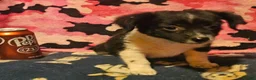 Chihuahua dogs for sale: Butter - Ad 6