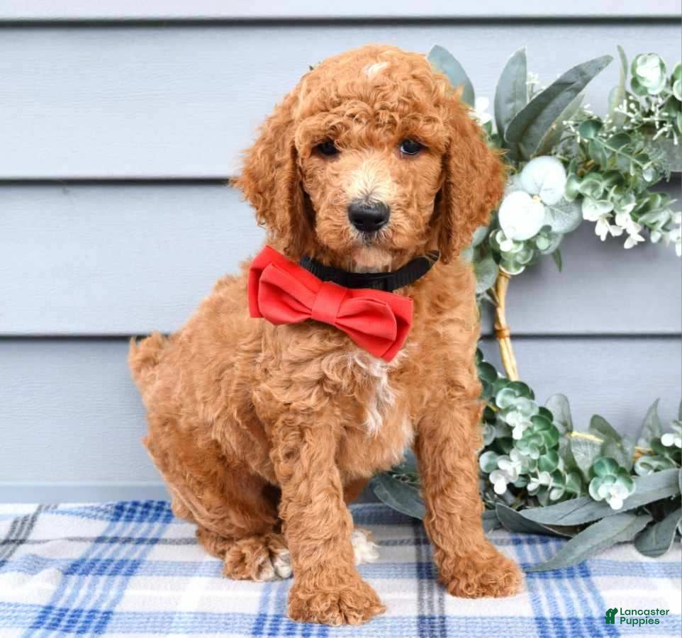 Standard Poodle dogs Rio - Ad 2