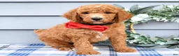 Standard Poodle dogs for sale: Rio - Ad 2