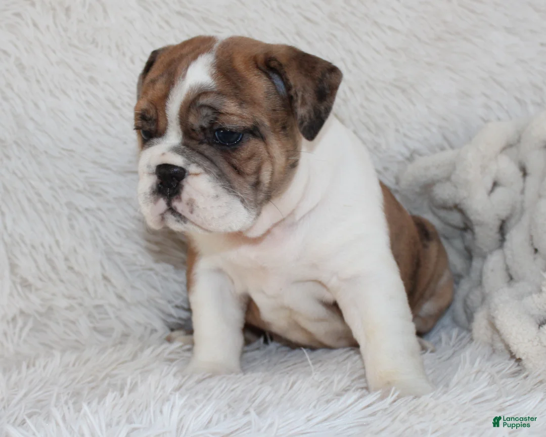 English Bulldog dogs for sale: AKC Oakley - Ad 7