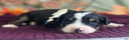 Bernedoodle dogs for sale: Ivanna - Ad 3