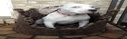 American Bully dogs for sale: "HALLE BERRY" WHITE MERLE - Ad 4